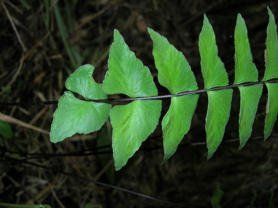 Aspleniaceae Asplenium lamprocaulon