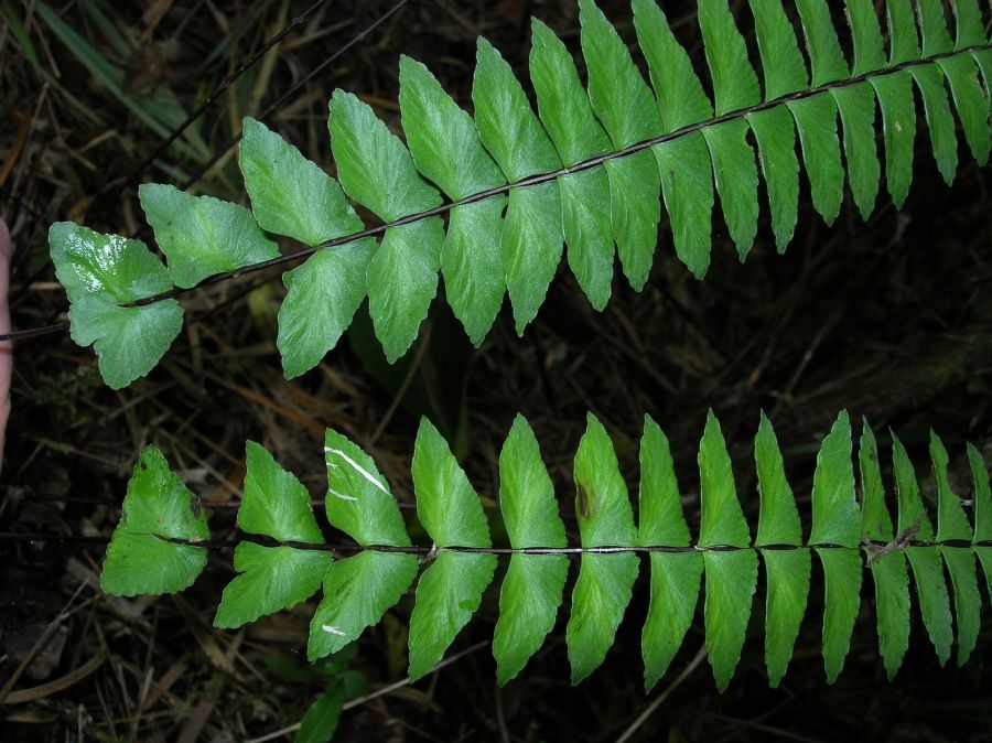 Aspleniaceae Asplenium lamprocaulon