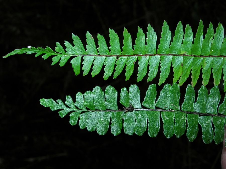 Aspleniaceae Asplenium polyphyllum