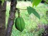image of Carica papaya