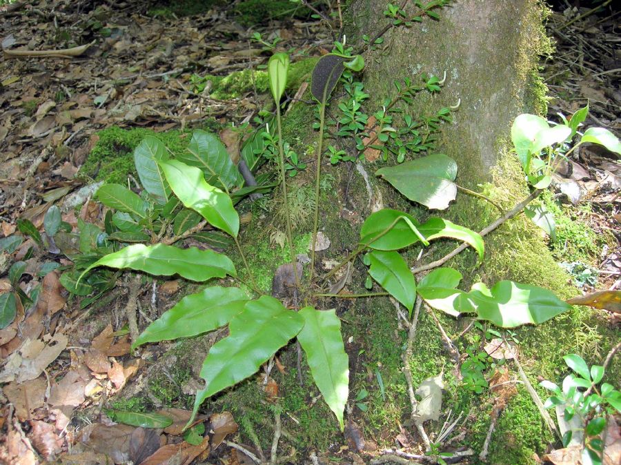 Dryopteridaceae Elaphoglossum cotoi