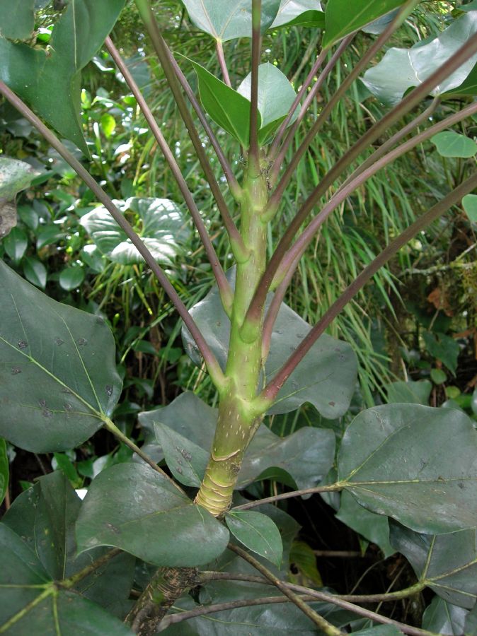 Araliaceae Oreopanax 