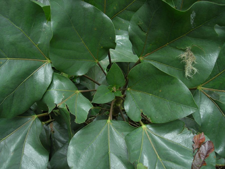 Araliaceae Oreopanax 