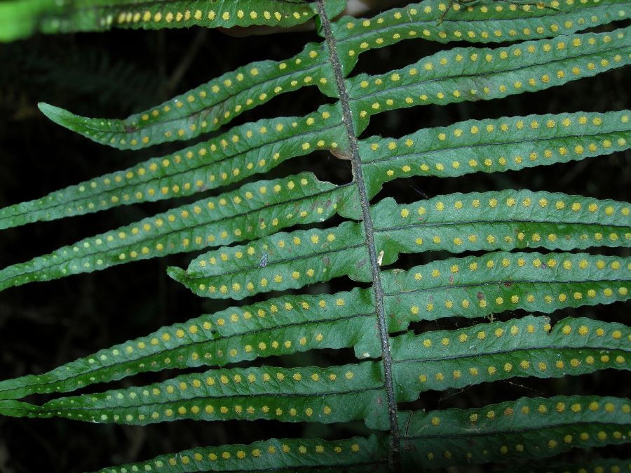 Polypodiaceae Pecluma 