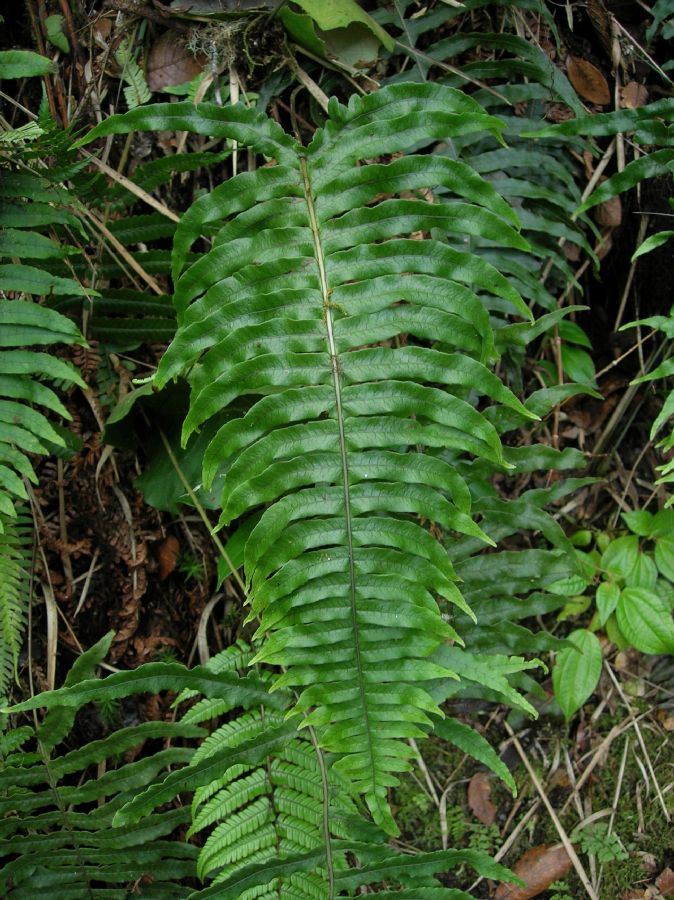 Polypodiaceae Serpocaulon falcaria