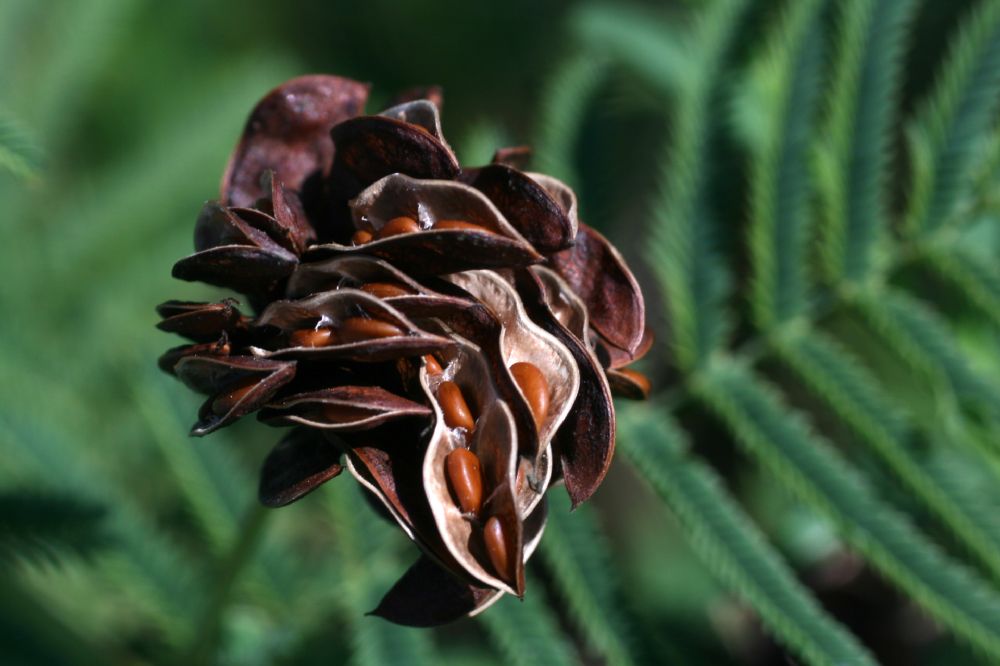 Fabaceae Desmanthus illinoensis
