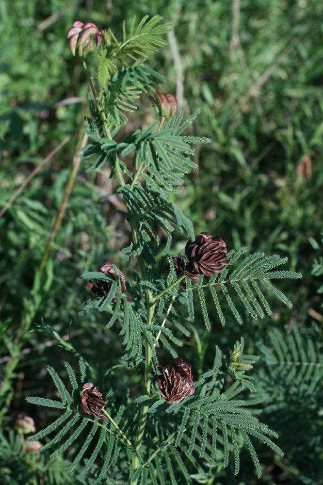 Fabaceae Desmanthus illinoensis