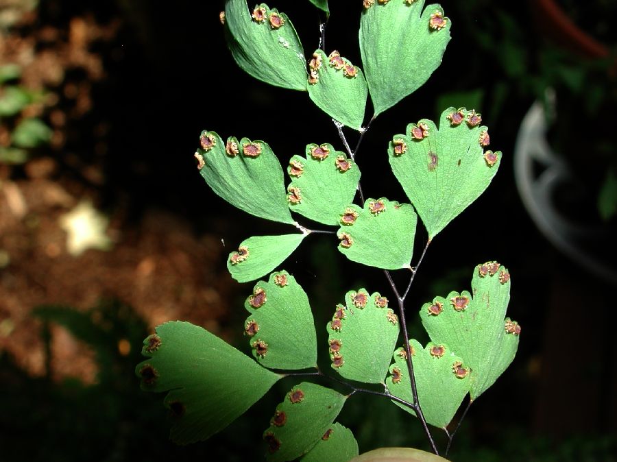Pteridaceae Adiantum capillus-veneris