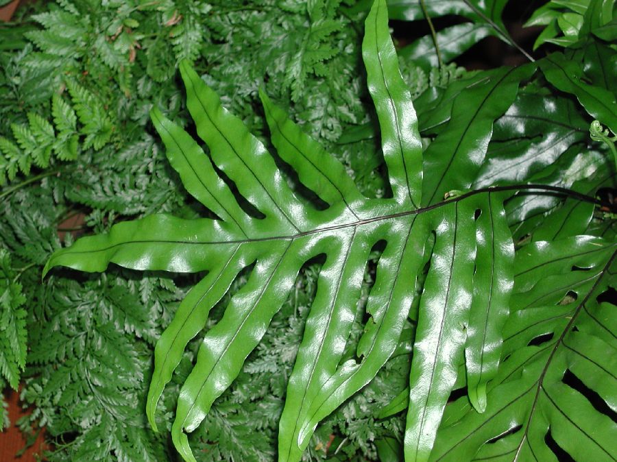 Polypodiaceae Microsorum diversifolium