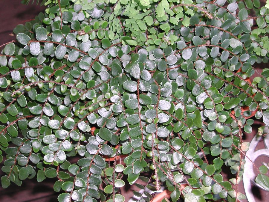 Pteridaceae Pellaea rotundifolia