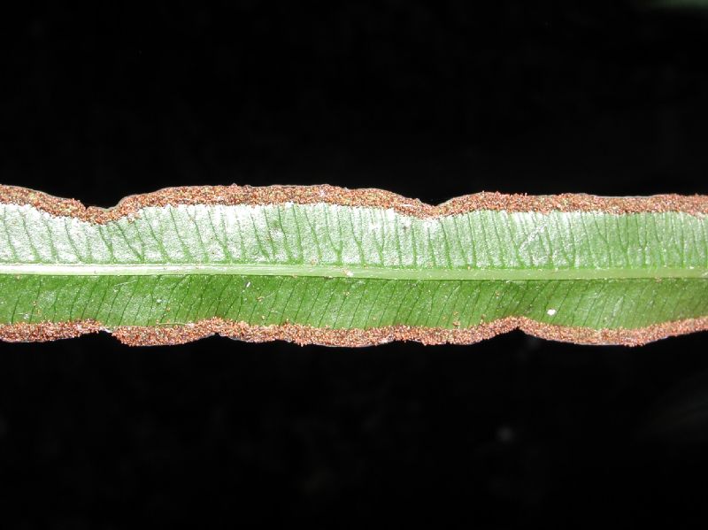 Pteridaceae Pteris nipponica