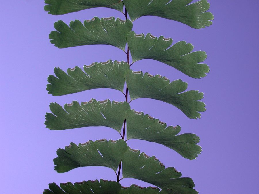 Pteridaceae Adiantum pedatum