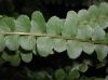 image of Nephrolepis cordifolia