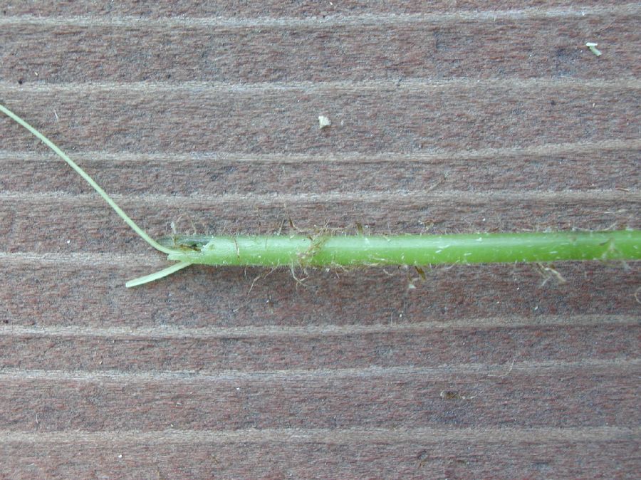 Thelypteridaceae Phegopteris decursive-pinnata