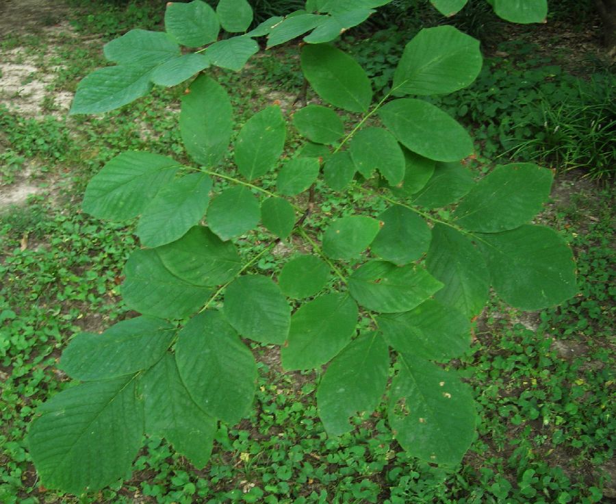 Fabaceae Cladrastis kentukea