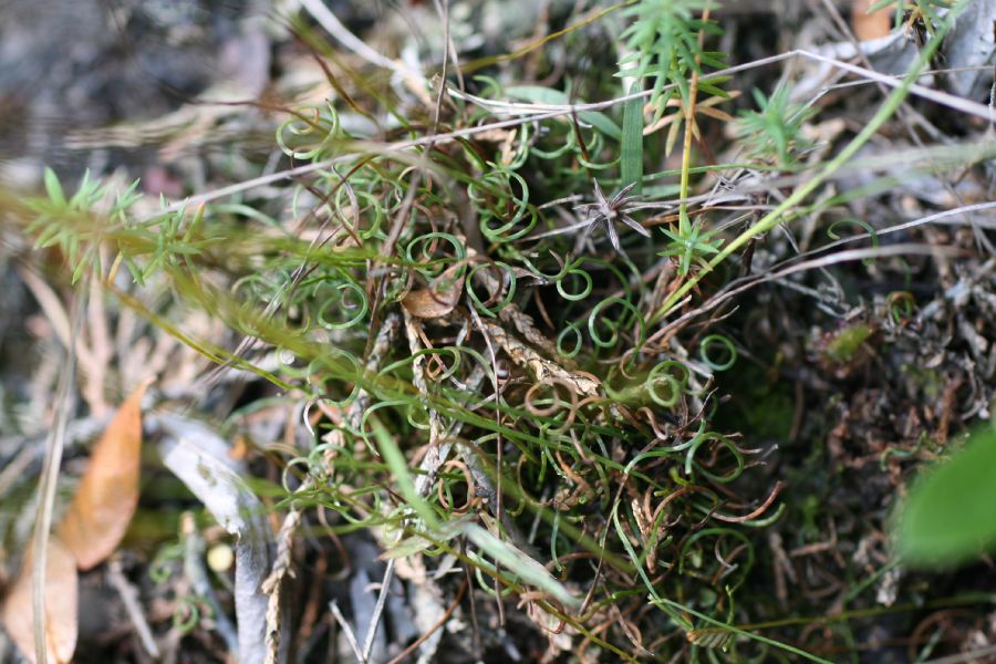 Schizaeaceae Schizaea pusilla