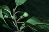 image of Frangula oreodendron