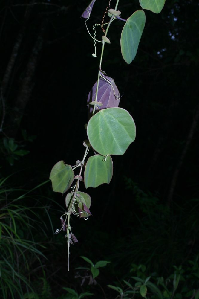 Passifloraceae Passiflora membranacea