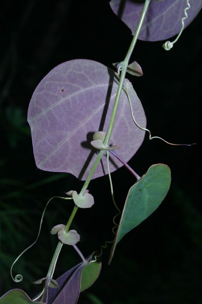 Passifloraceae Passiflora membranacea