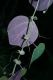 image of Passiflora membranacea
