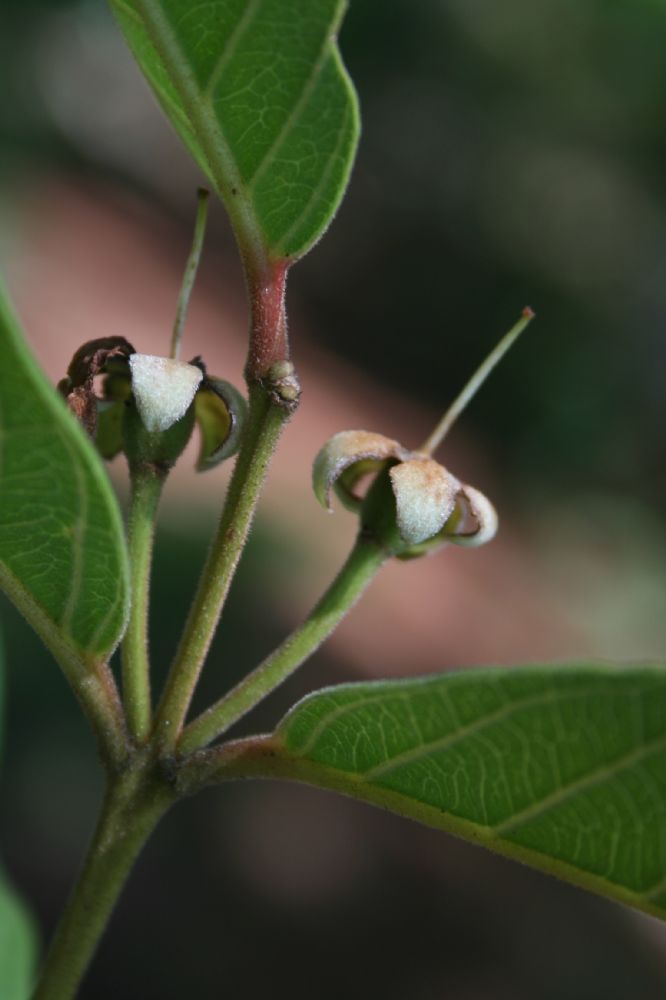 Myrtaceae Psidium guianense