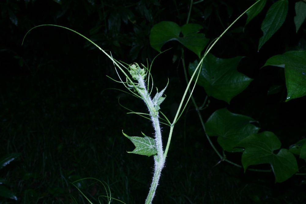 Cucurbitaceae Sechium edule