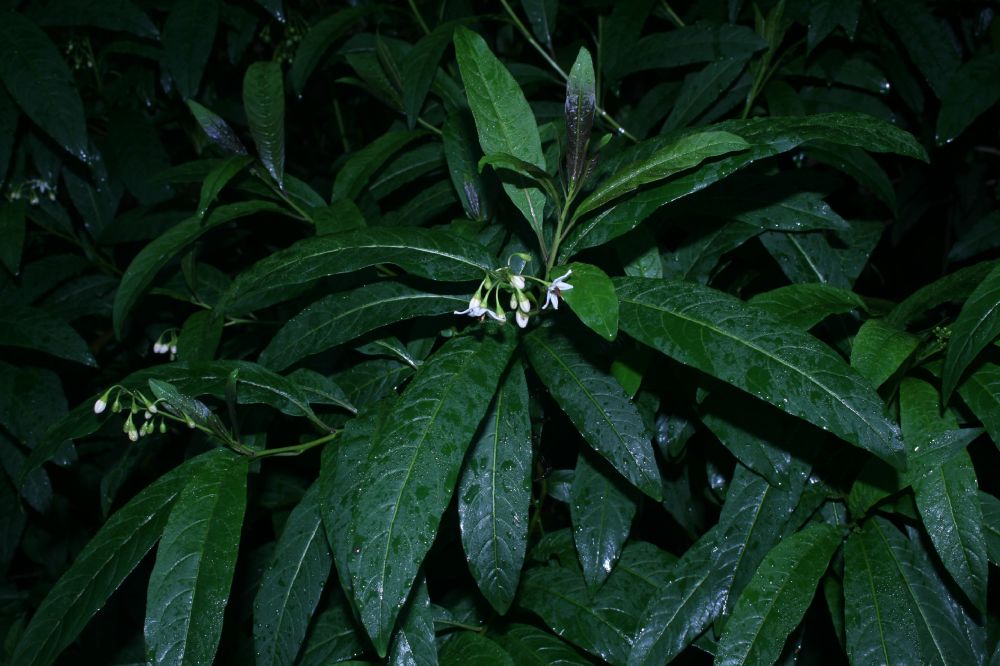 Solanaceae Solanum 