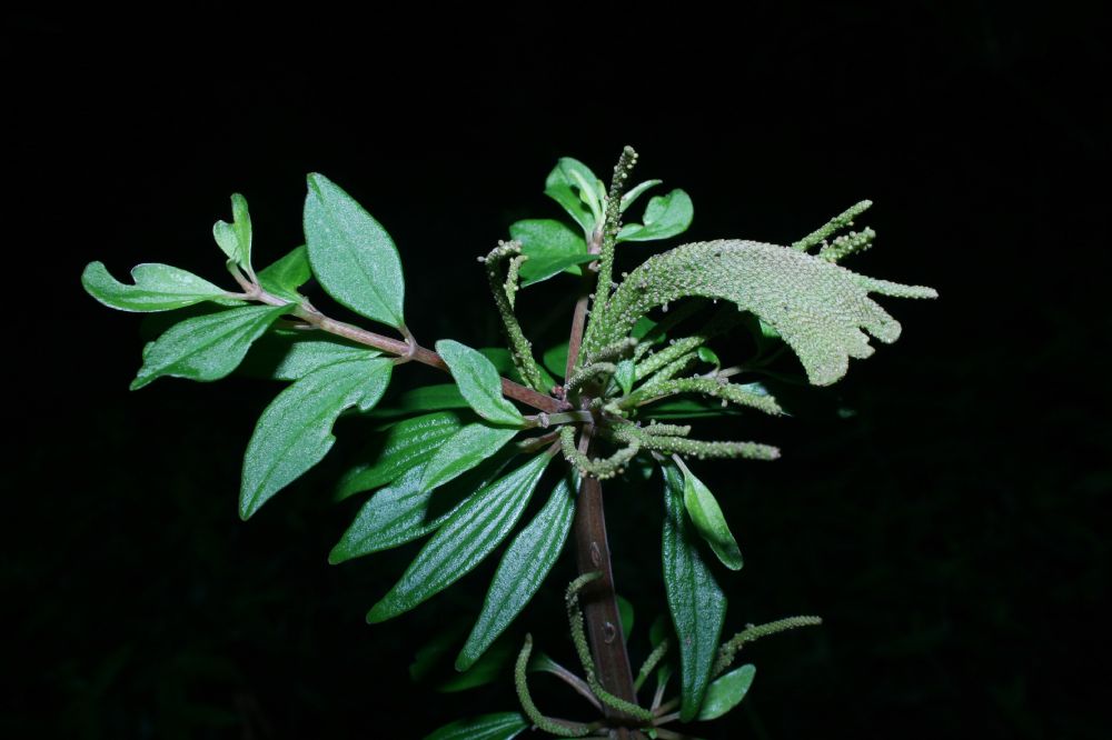 Piperaceae Peperomia 