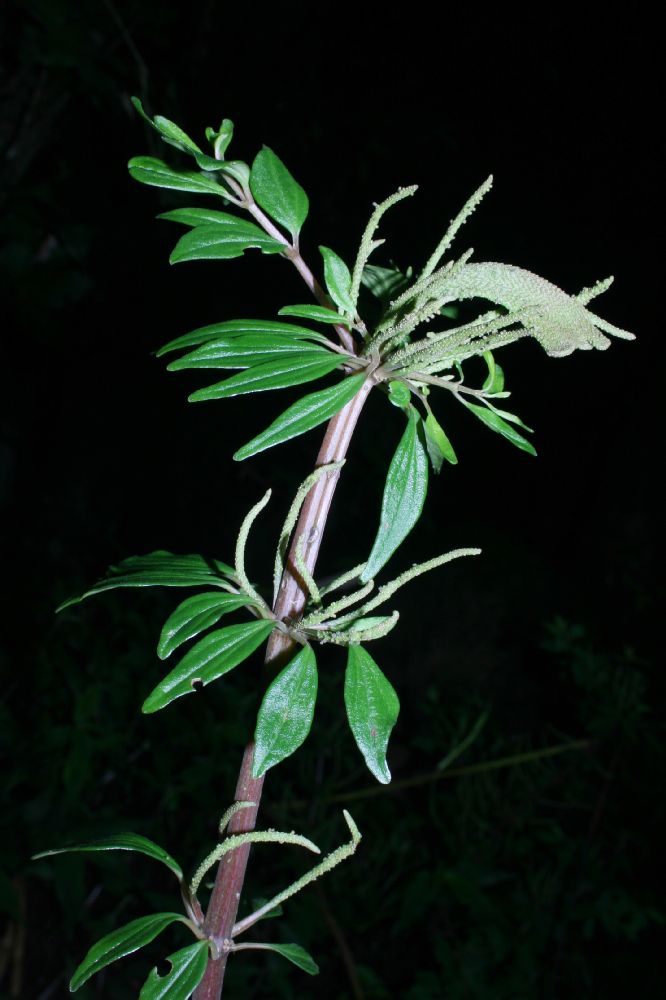 Piperaceae Peperomia 