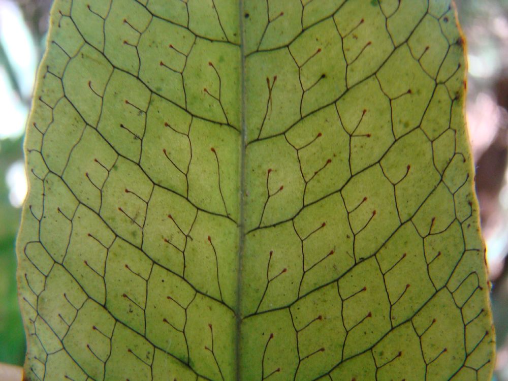 Polypodiaceae Campyloneurum decurrens