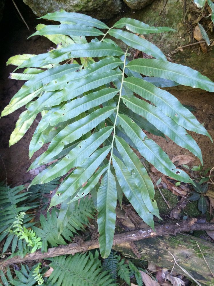Polypodiaceae Campyloneurum decurrens