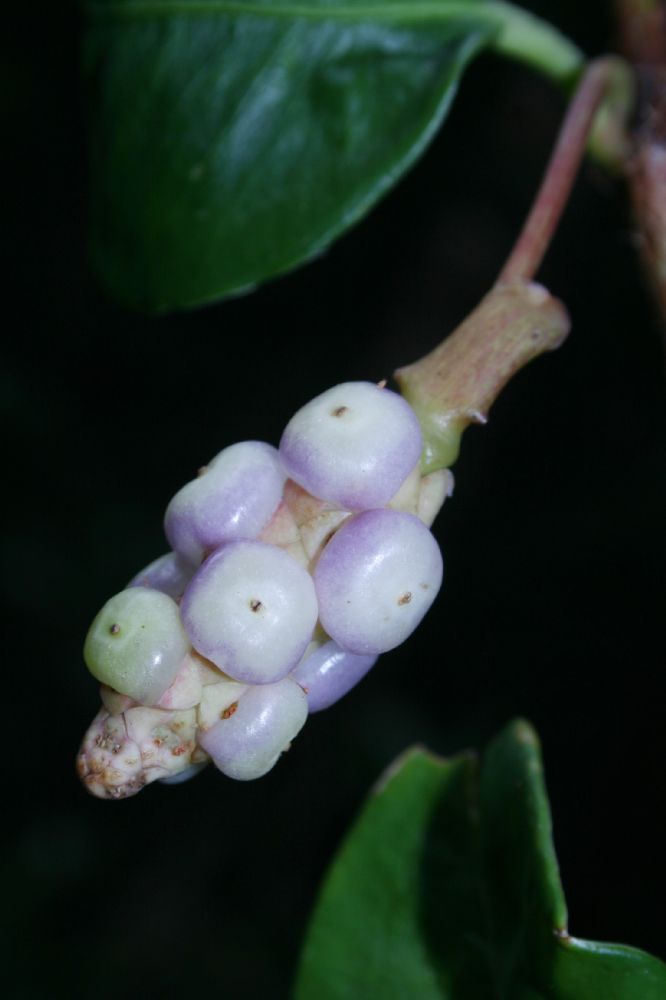 Araceae Anthurium scandens