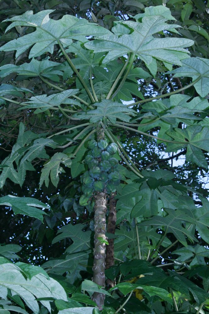 Caricaceae Carica pubescens