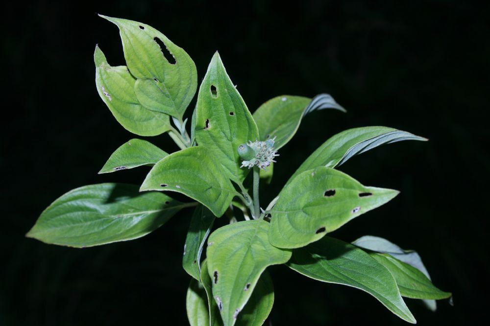 Cornaceae Cornus disciflora