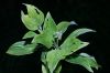 image of Cornus disciflora