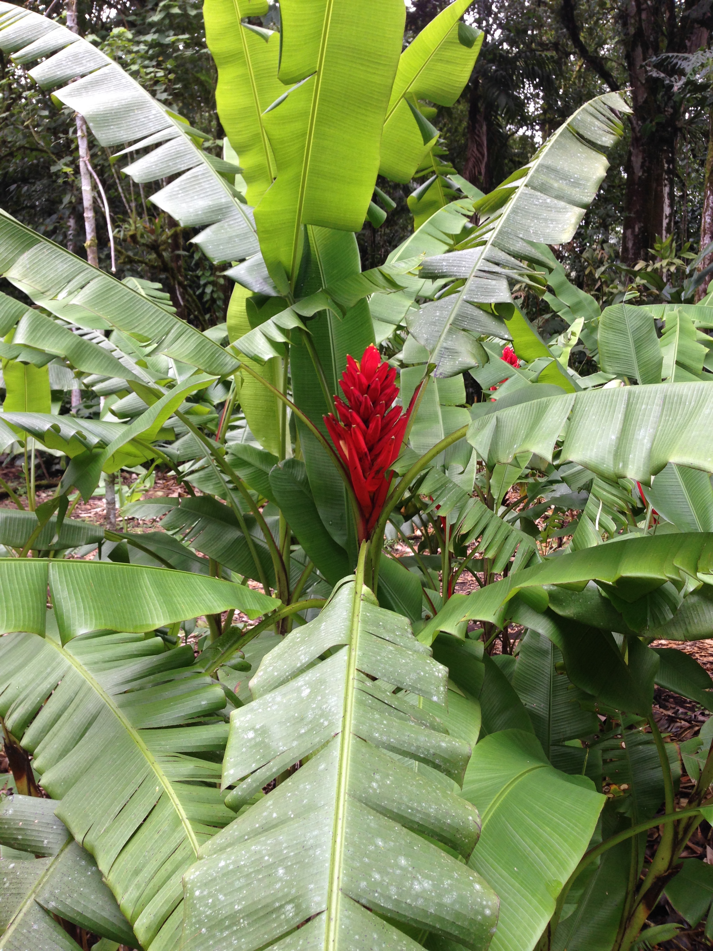 Zingiberaceae Alpinia purpurata