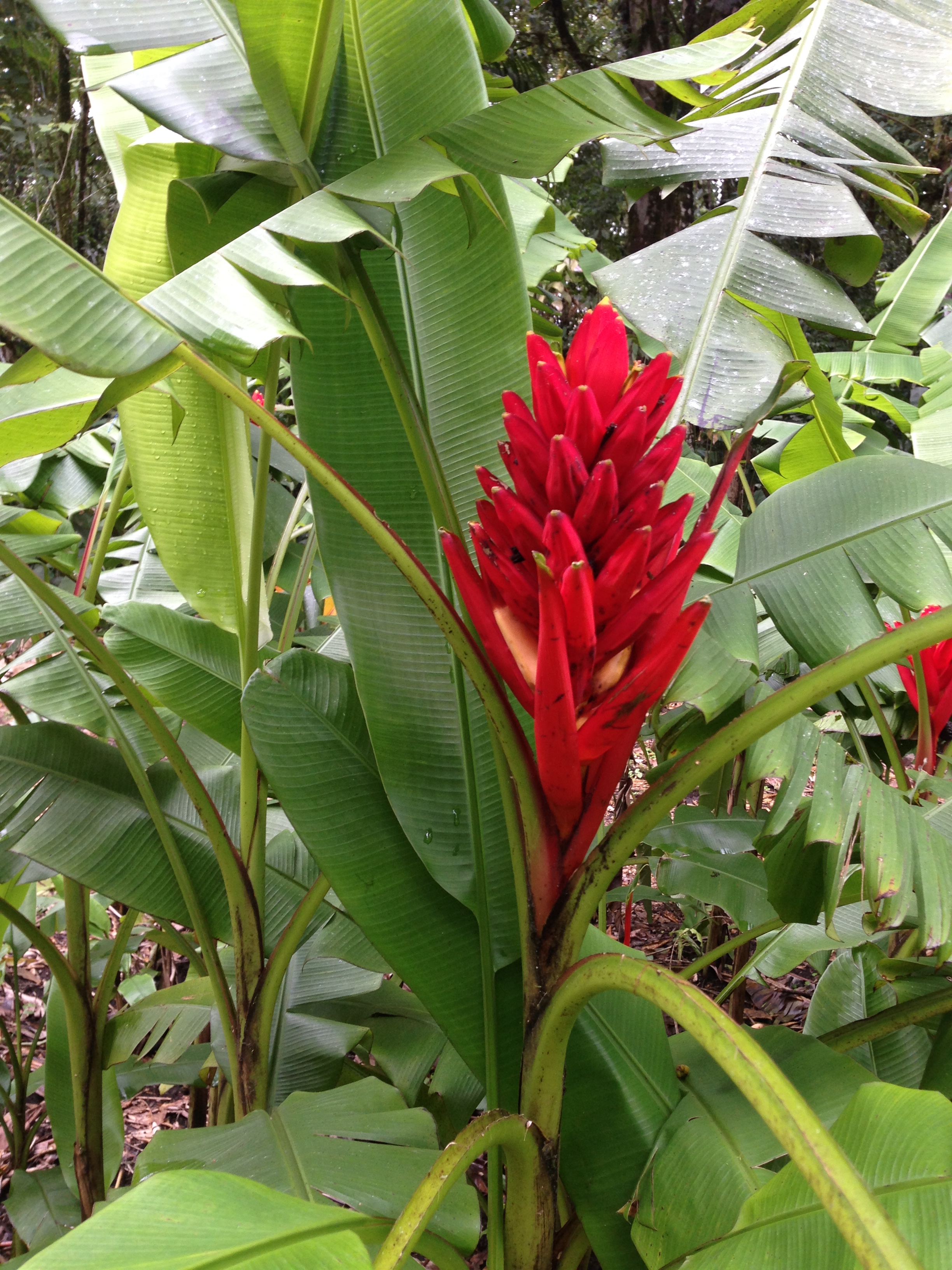 Zingiberaceae Alpinia purpurata