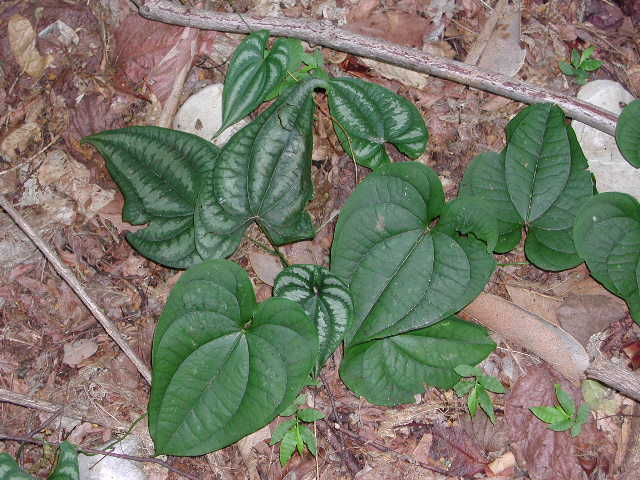 Dioscoreaceae Dioscorea 