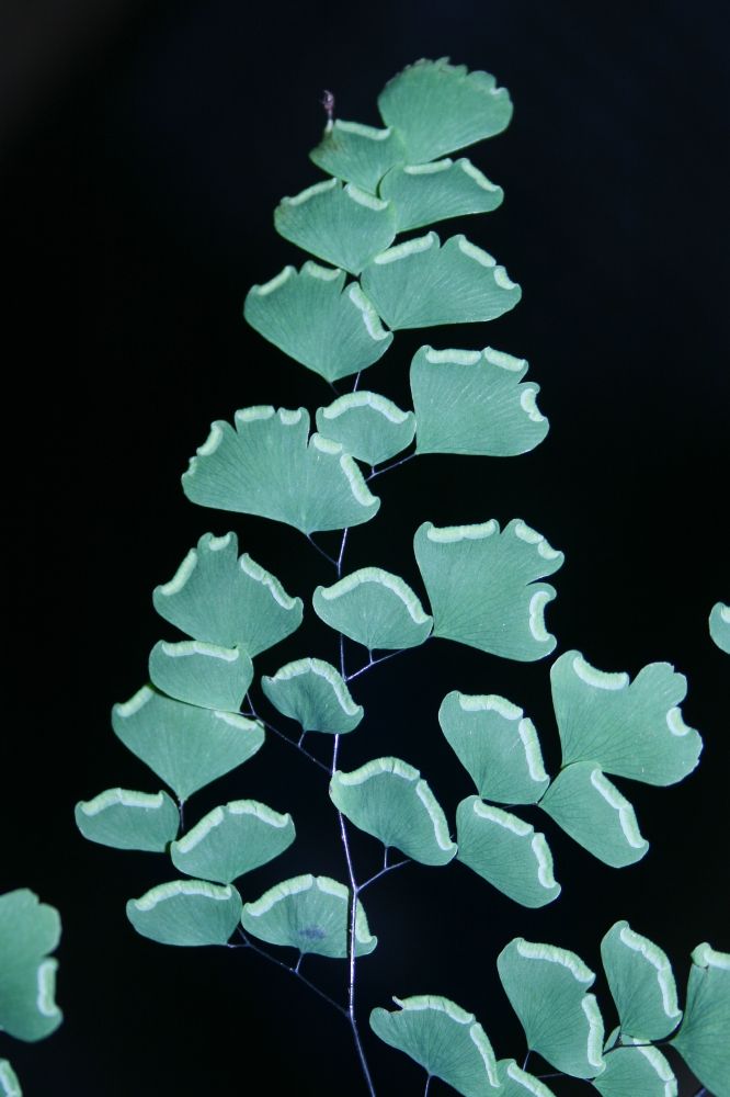 Pteridaceae Adiantum andicola