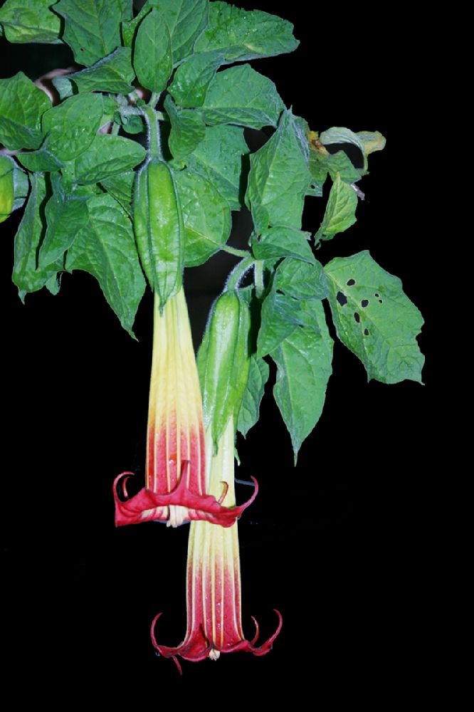 Solanaceae Datura sanguinea