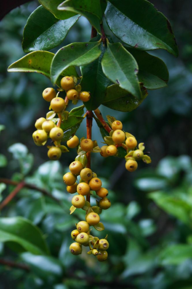 Loranthaceae Gaiadendron punctatum