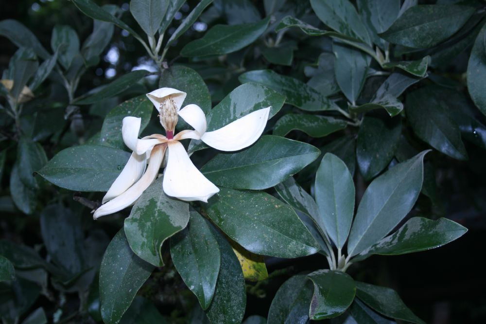 Magnoliaceae Magnolia sororia