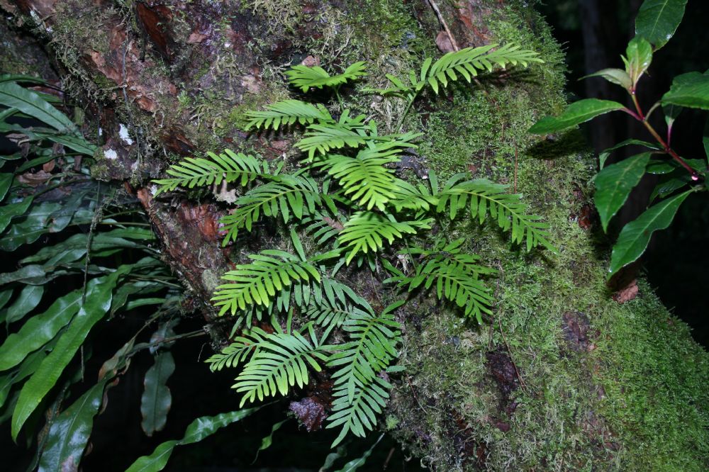 Polypodiaceae Pleopeltis plebeium