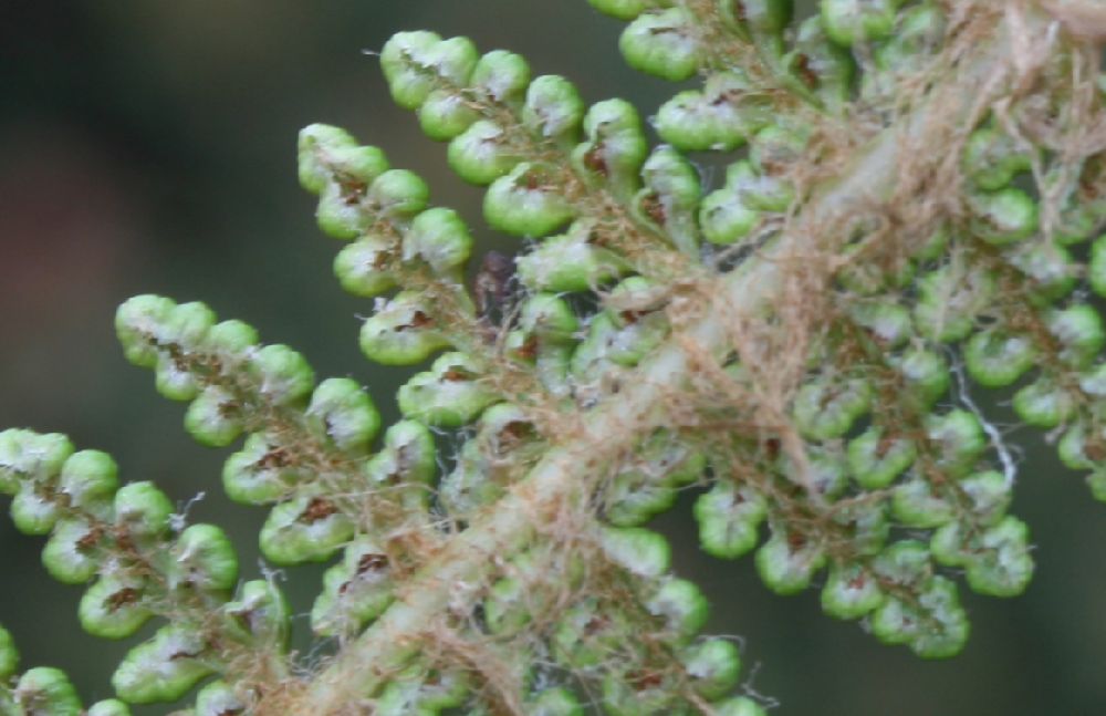 Dryopteridaceae Polystichum speciosissimum