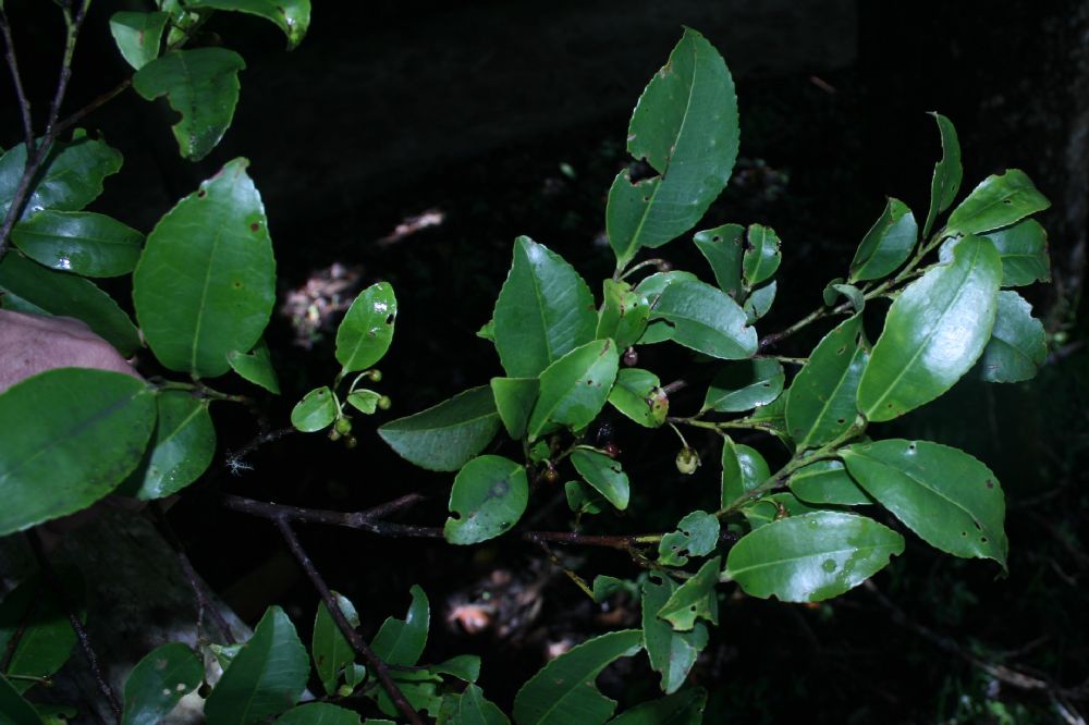 Pentaphylacaceae Cleyera theaeoides