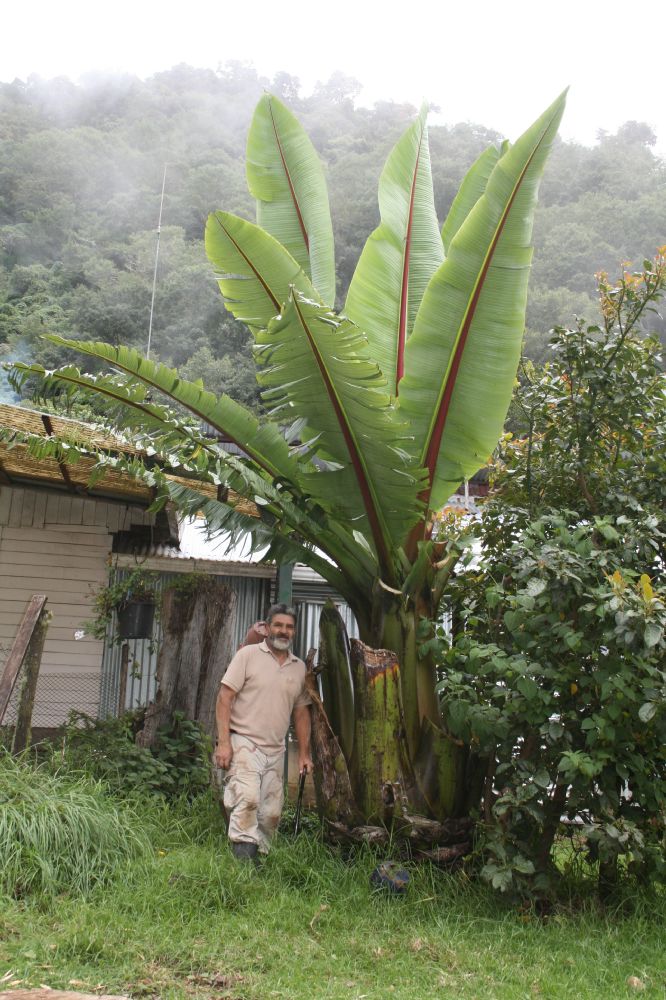 Musaceae Ensete ventriculosa