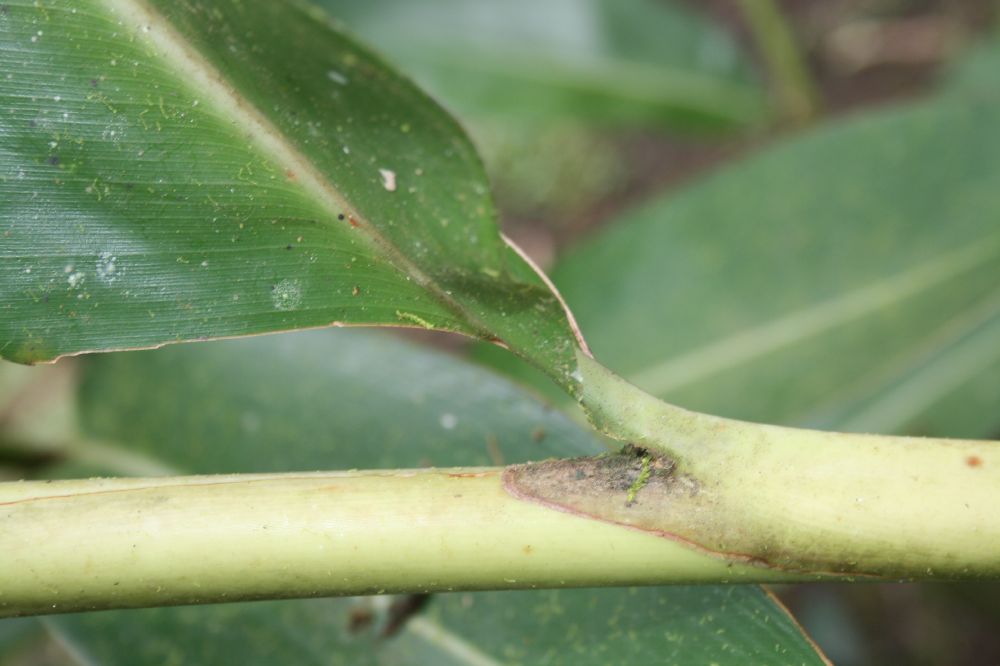 Zingiberaceae Alpinia zerumbet