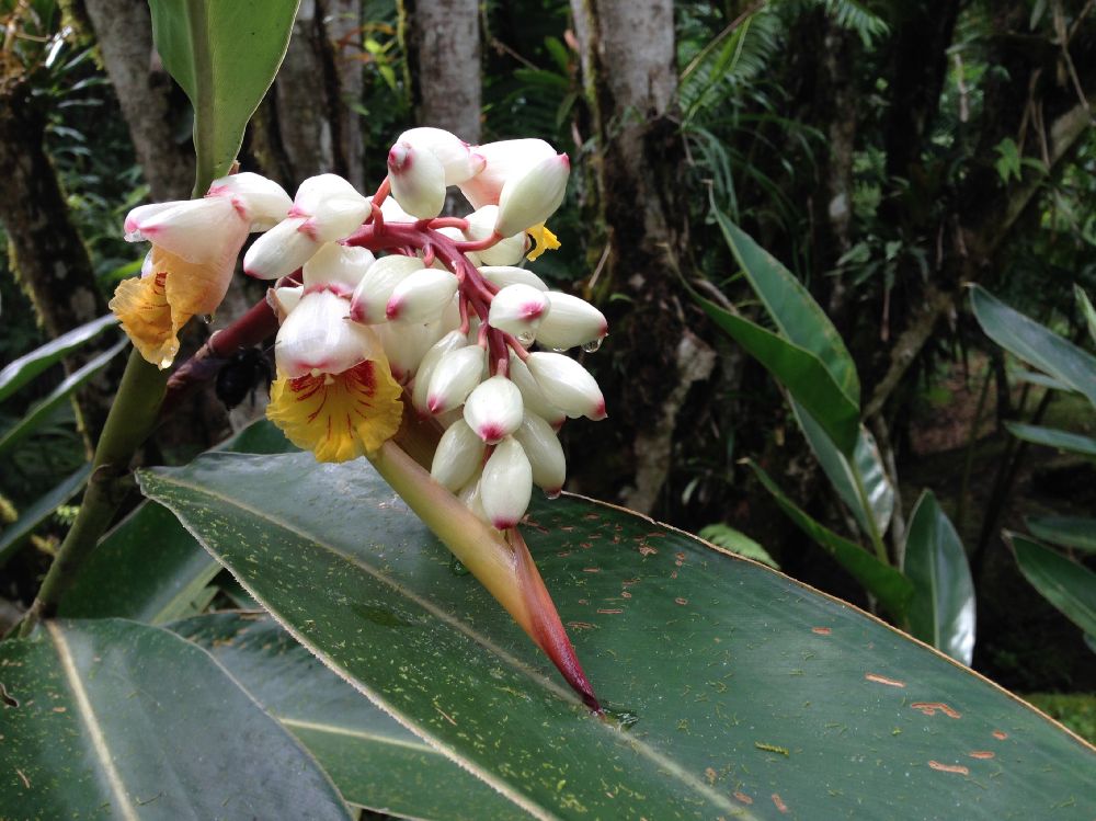 Zingiberaceae Alpinia zerumbet