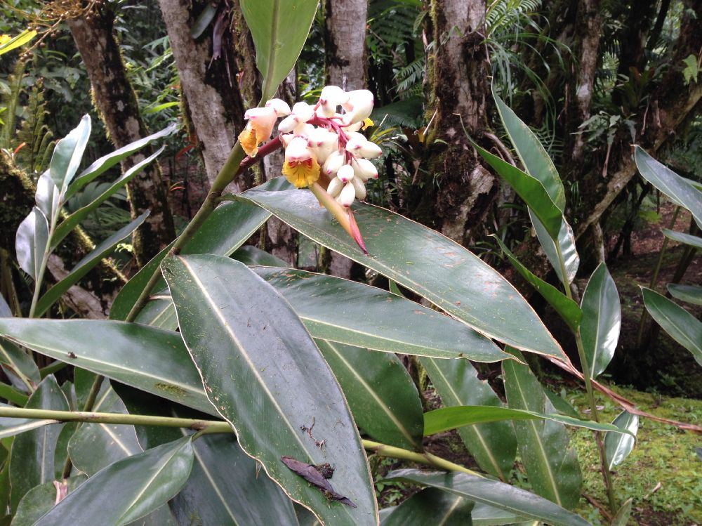 Zingiberaceae Alpinia zerumbet