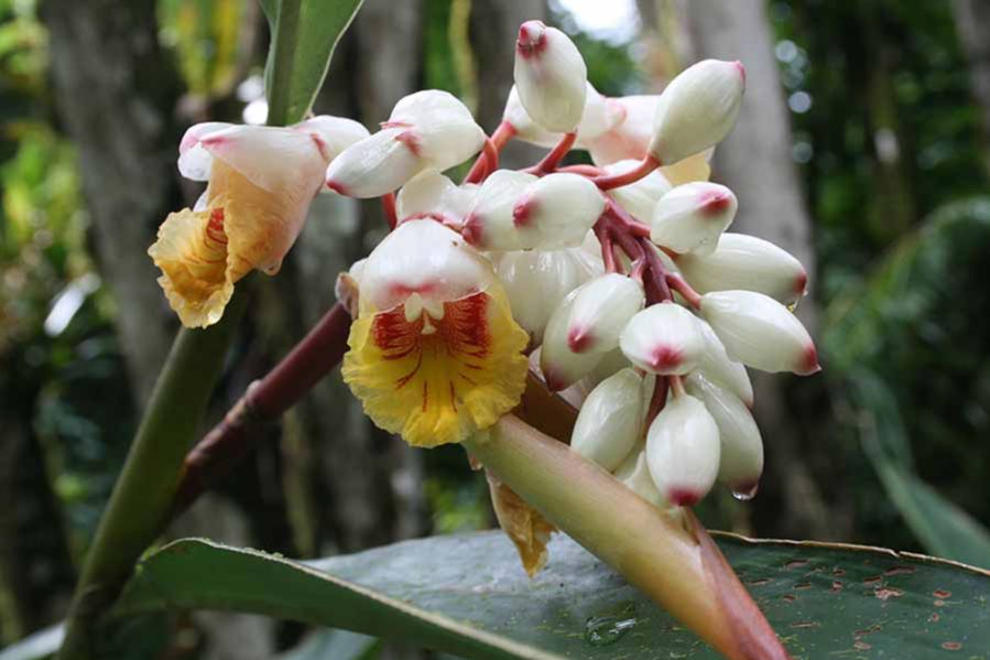 Zingiberaceae Alpinia zerumbet